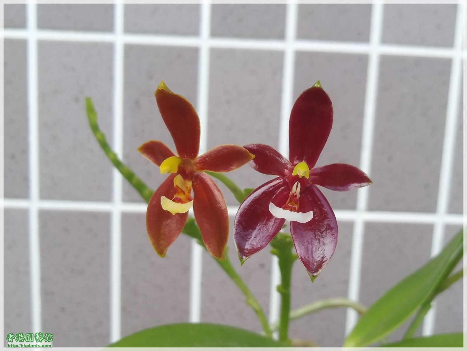 Phalaenopsis cornu-cervi var forma chattaladae 4n-2018-010.jpg