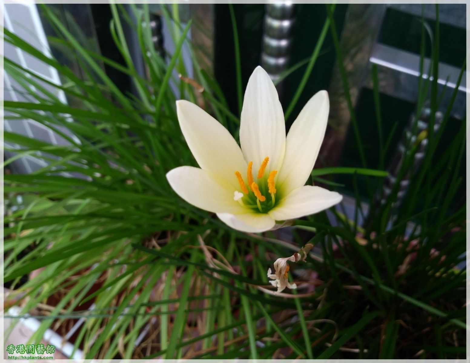 Zephyranthes 'Ajax'-2018-014.jpg