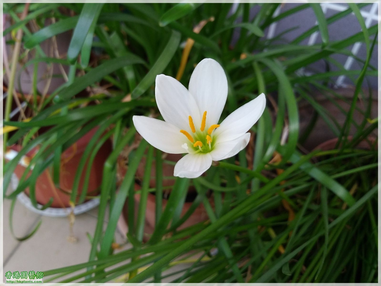 Zephyranthes Candida-2018-020.jpg