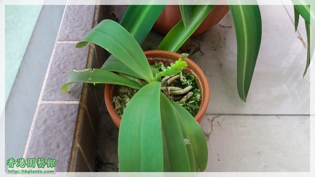 Phalaenopsis cornu-cervi var forma chattaladae 4n-2016-001.jpg