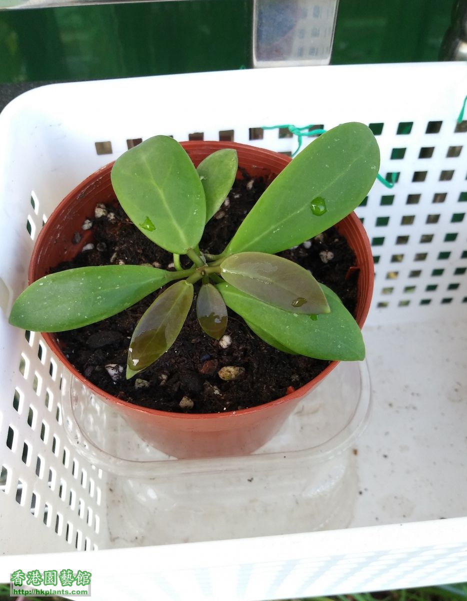 Hoya Mindorensis-2018-005.jpg