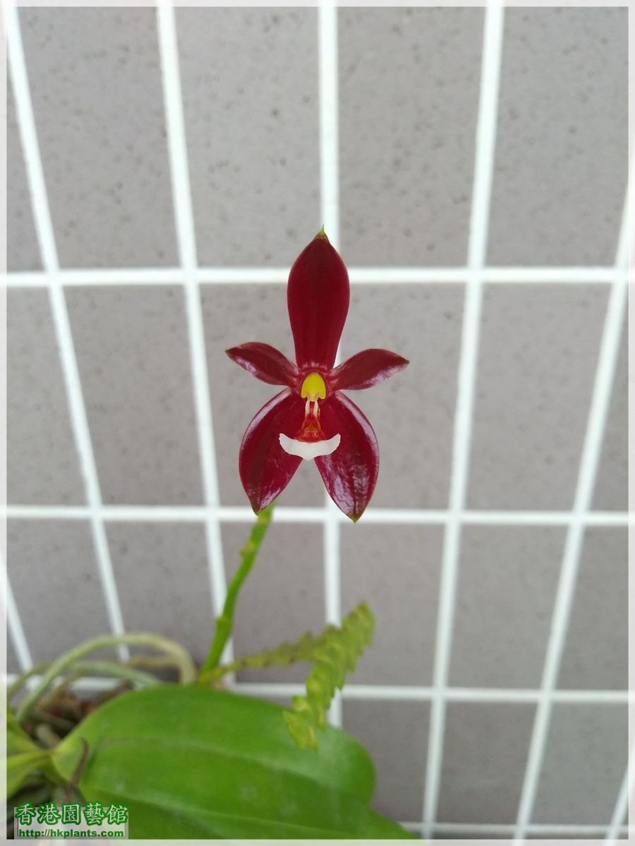 Phalaenopsis cornu-cervi var forma chattaladae 4n-2018-011.jpg