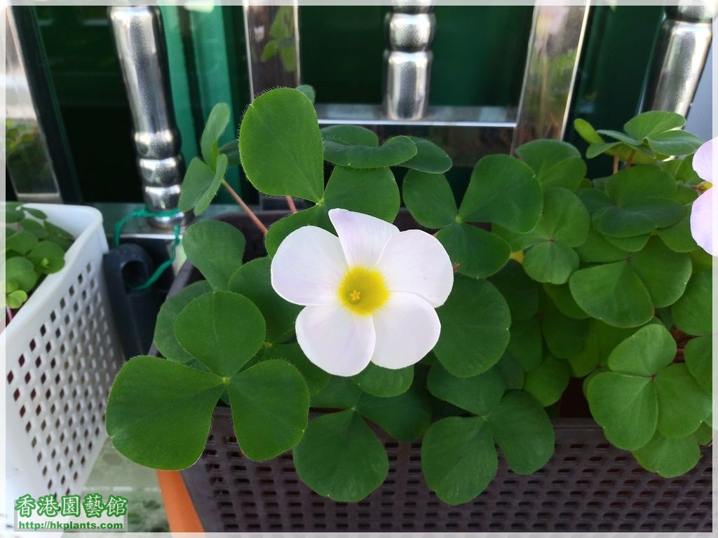 Oxalis Purpurea White-2018-004.jpg