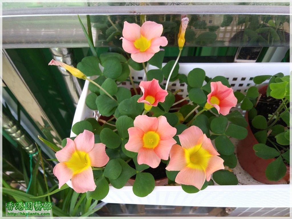 Oxalis Purpurea Salmon-2018-009.jpg