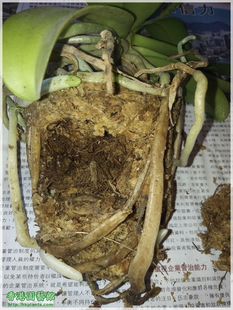 Phalaenopsis cornu-cervi var forma chattaladae 4n-2018-012.jpg