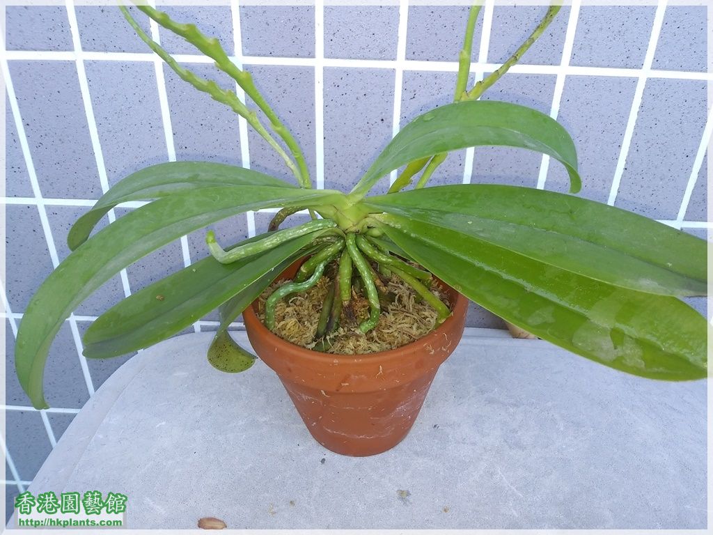 Phalaenopsis cornu-cervi var forma chattaladae 4n-2018-013.jpg
