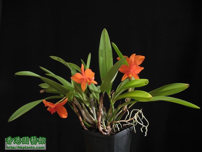 Sophronitis coccinea special x Laelia harpophylla (22).JPG