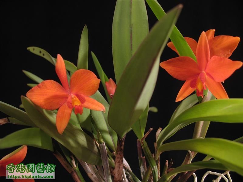 Sophronitis coccinea special x Laelia harpophylla (23).JPG