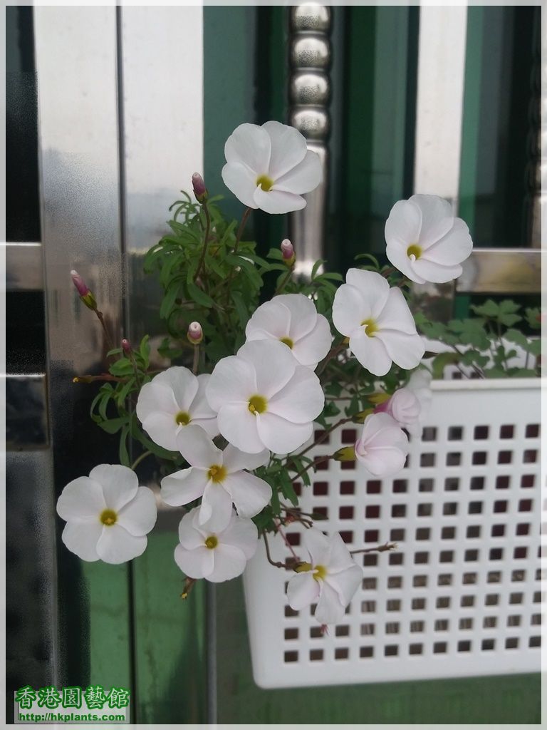 Oxalis Glabra Pinky White-2018-005.jpg