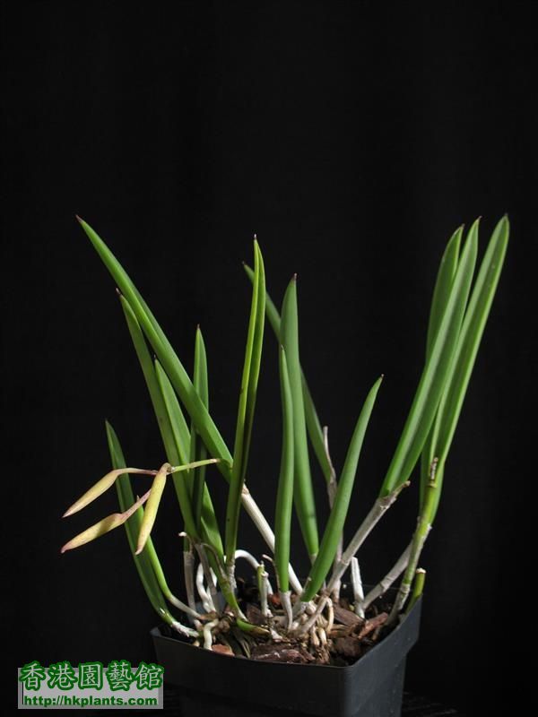 Brassavola nodosa (3).JPG