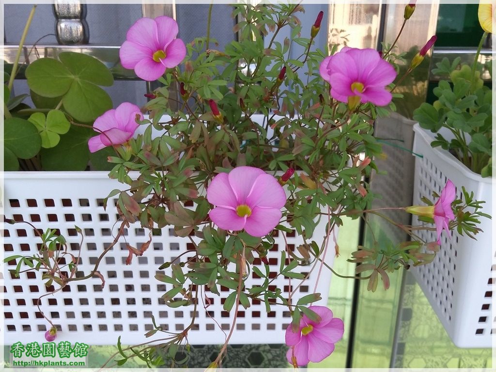 Oxalis Omar-2018-004.jpg