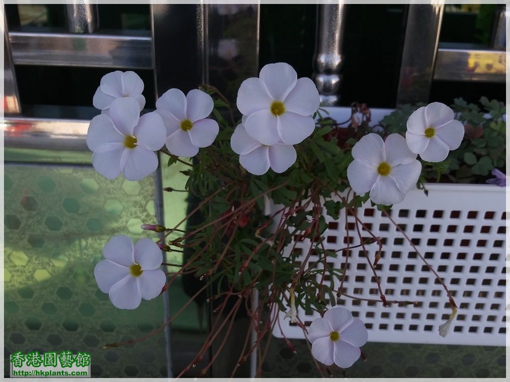 Oxalis Glabra Pinky White-2018-006.jpg