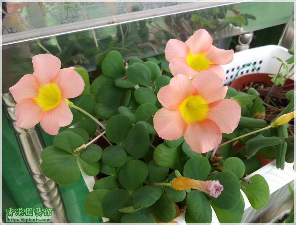 Oxalis Purpurea Salmon-2018-014.jpg