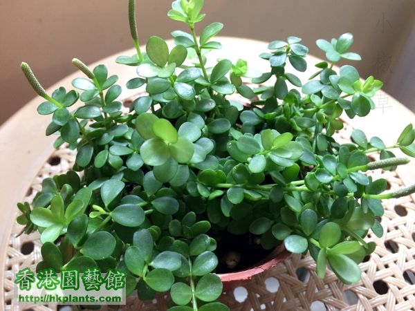 Peperomia caulibarbis 03.JPG