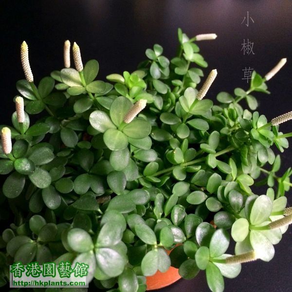 Peperomia caulibarbis 02.JPG