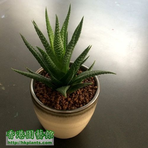 Fasciated haworthia 03