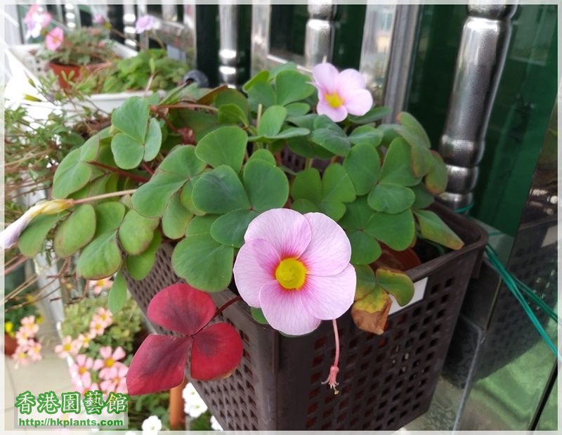 Oxalis Purpurea Uniflora-2018-010.jpg