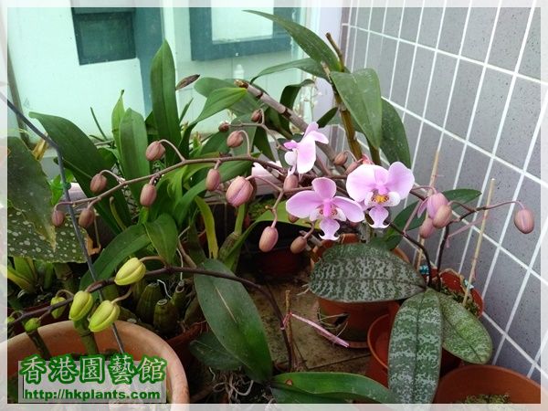 Phalaenopsis schilleriana-2019-003.jpg