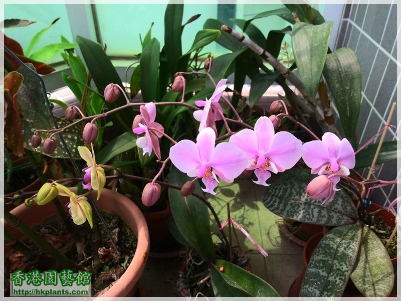 Phalaenopsis schilleriana-2019-004.jpg