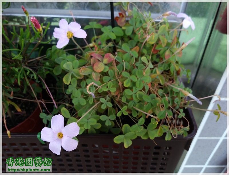 Oxalis Nidulans-2018-009.jpg