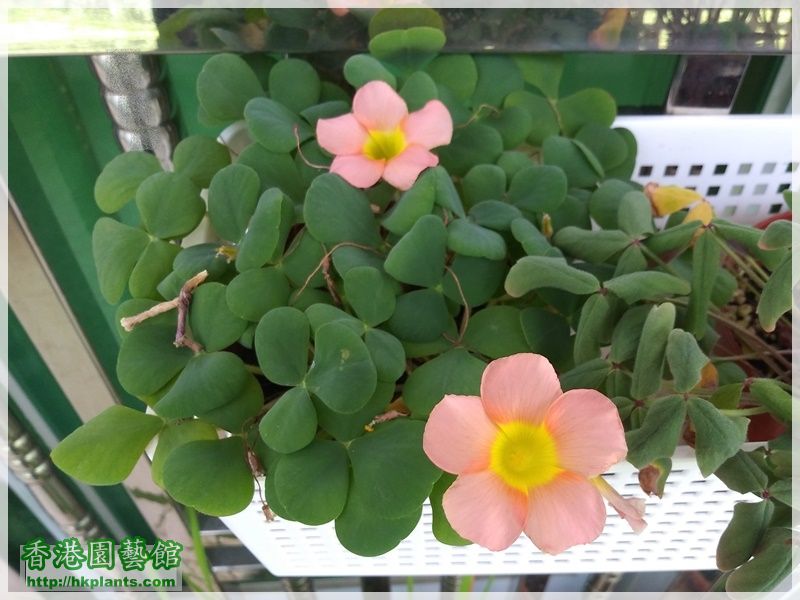 Oxalis Purpurea Salmon-2018-015.jpg