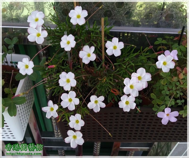 Oxalis Versicolor-2018-012.jpg