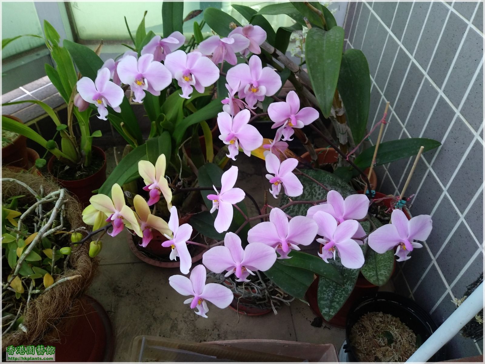 Phalaenopsis schilleriana-2019-005.jpg