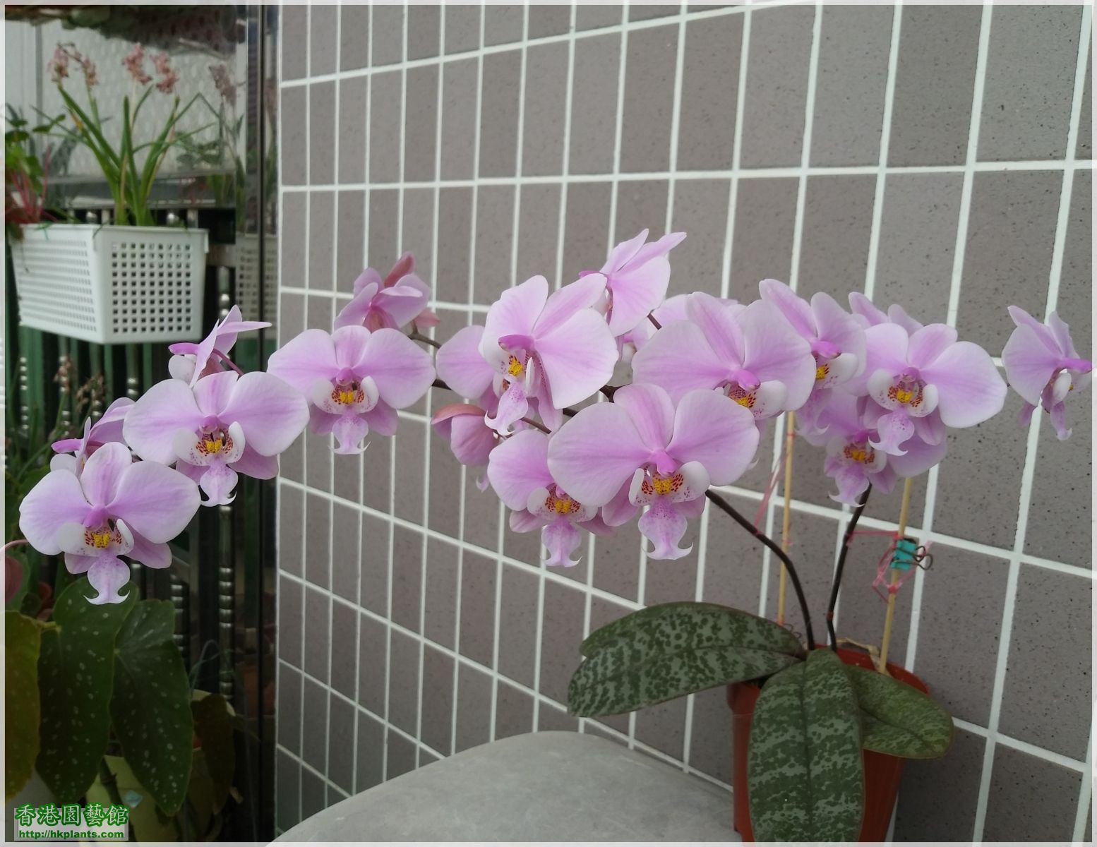 Phalaenopsis schilleriana-2019-007.jpg