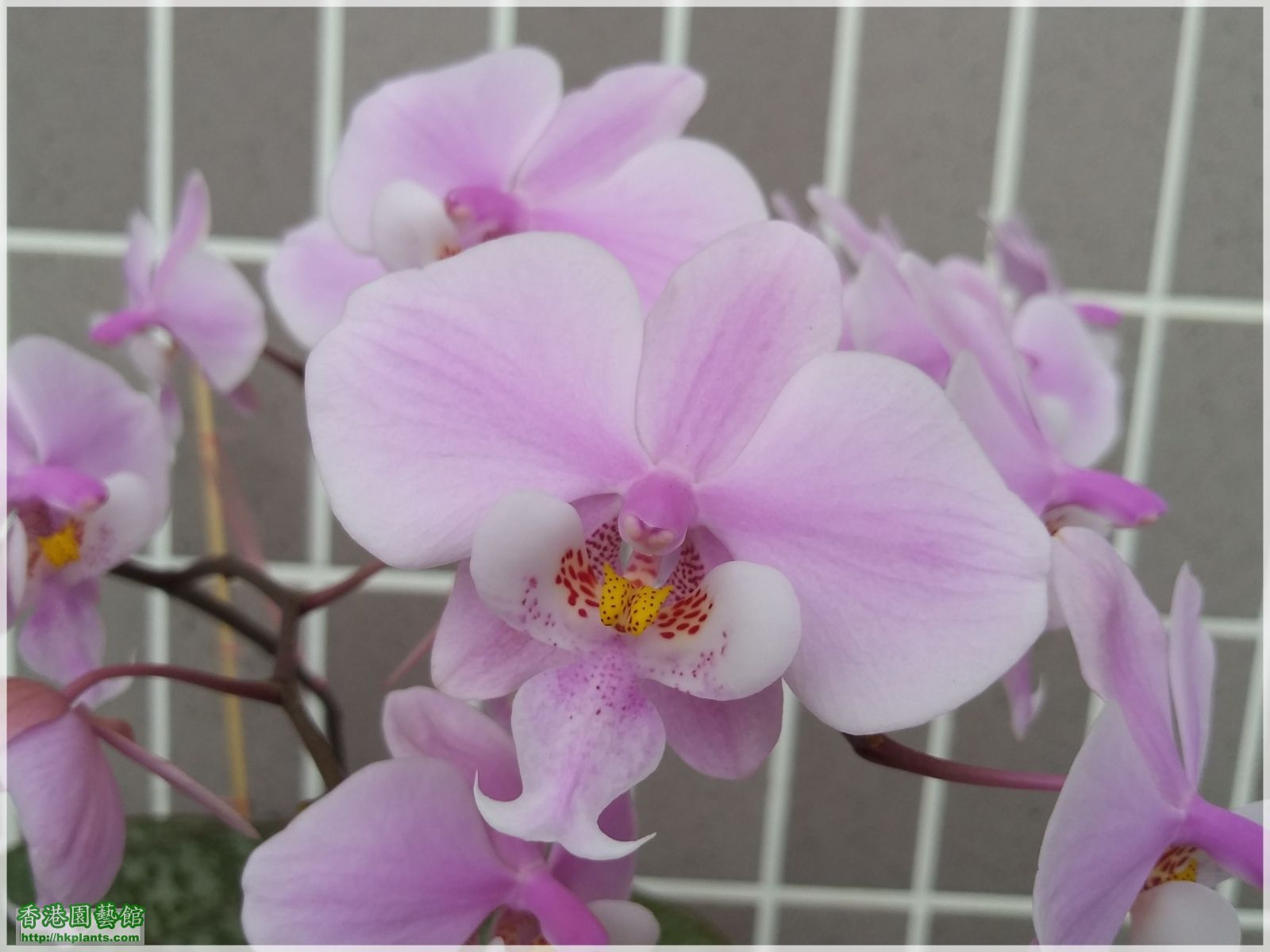 Phalaenopsis schilleriana-2019-010.jpg