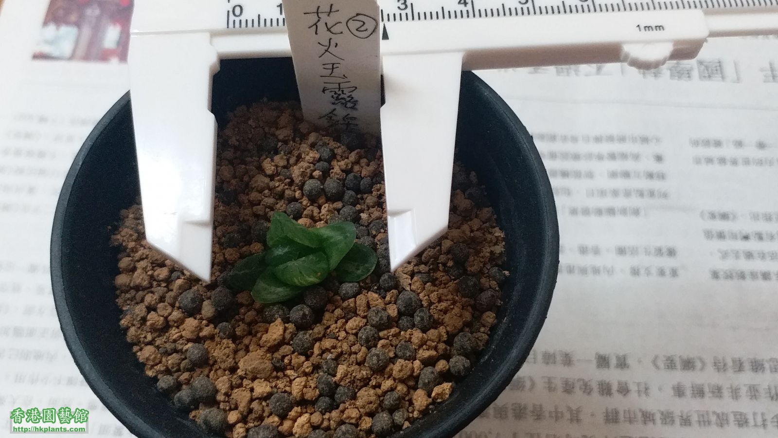 2號花火玉露錦，應該有根，如選擇這棵，會脫盆裸根郵寄