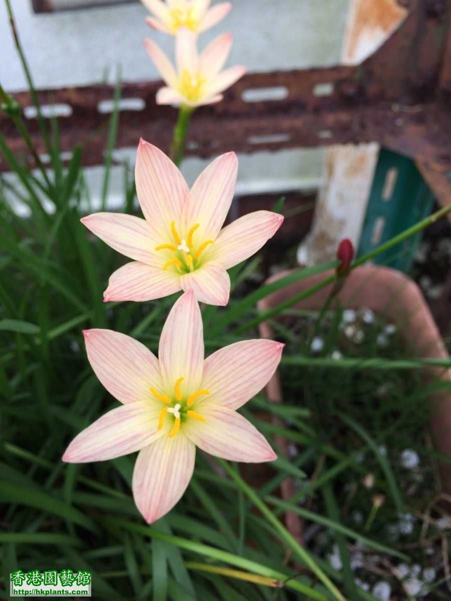 風雨蘭開花照