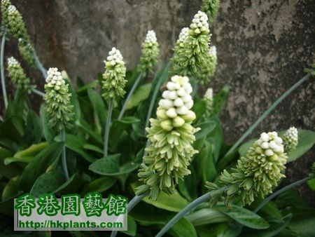 油點百合開花照