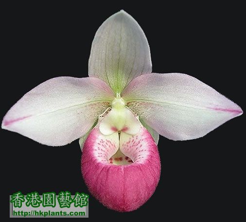 phragmipedium-schlimii-LRG.jpg