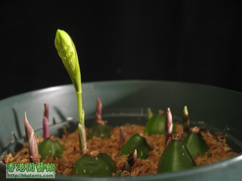 Pleione grandiflora var. alba (5).JPG