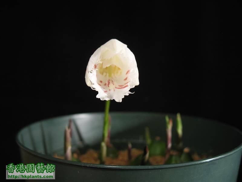 Pleione grandiflora var. alba (6).JPG