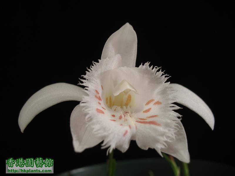 Pleione grandiflora var. alba (18).JPG