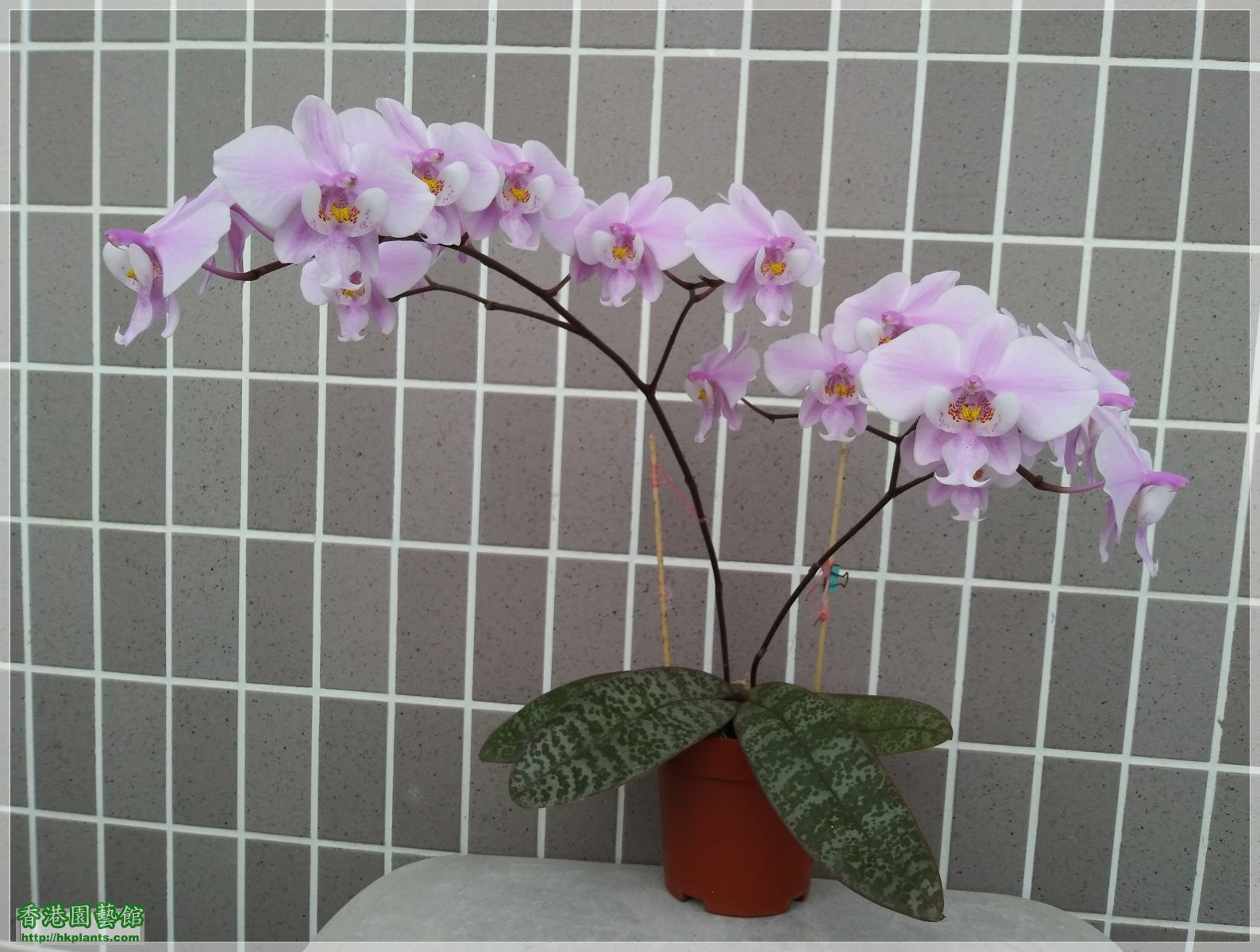 Phalaenopsis schilleriana-2019-012.jpg
