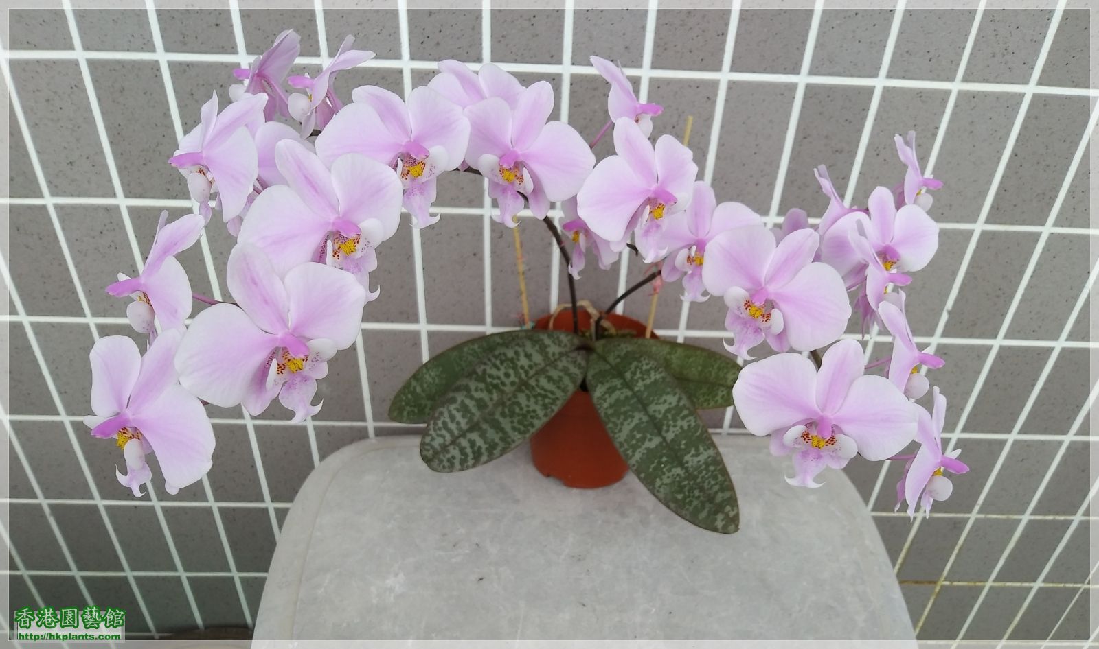 Phalaenopsis schilleriana-2019-013.jpg