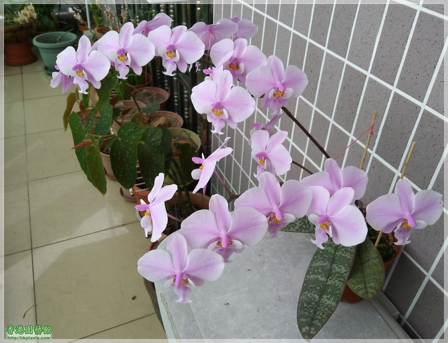 Phalaenopsis schilleriana-2019-014.jpg