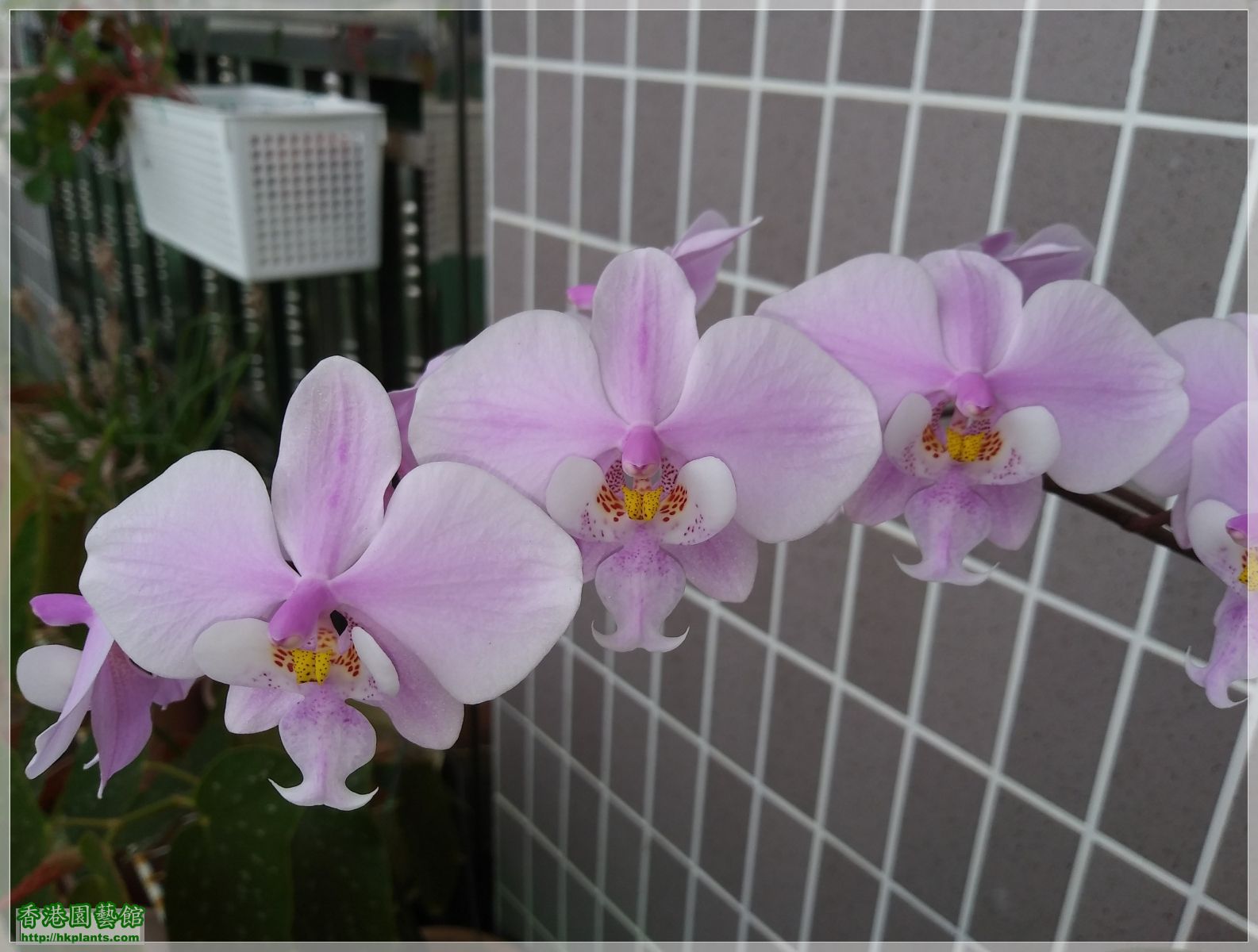 Phalaenopsis schilleriana-2019-016.jpg