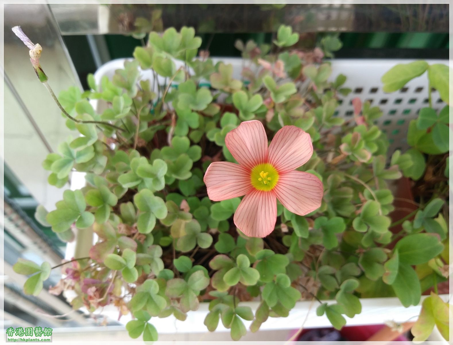 Oxalis Obtusa 'Polished Copper'-2018-007.jpg