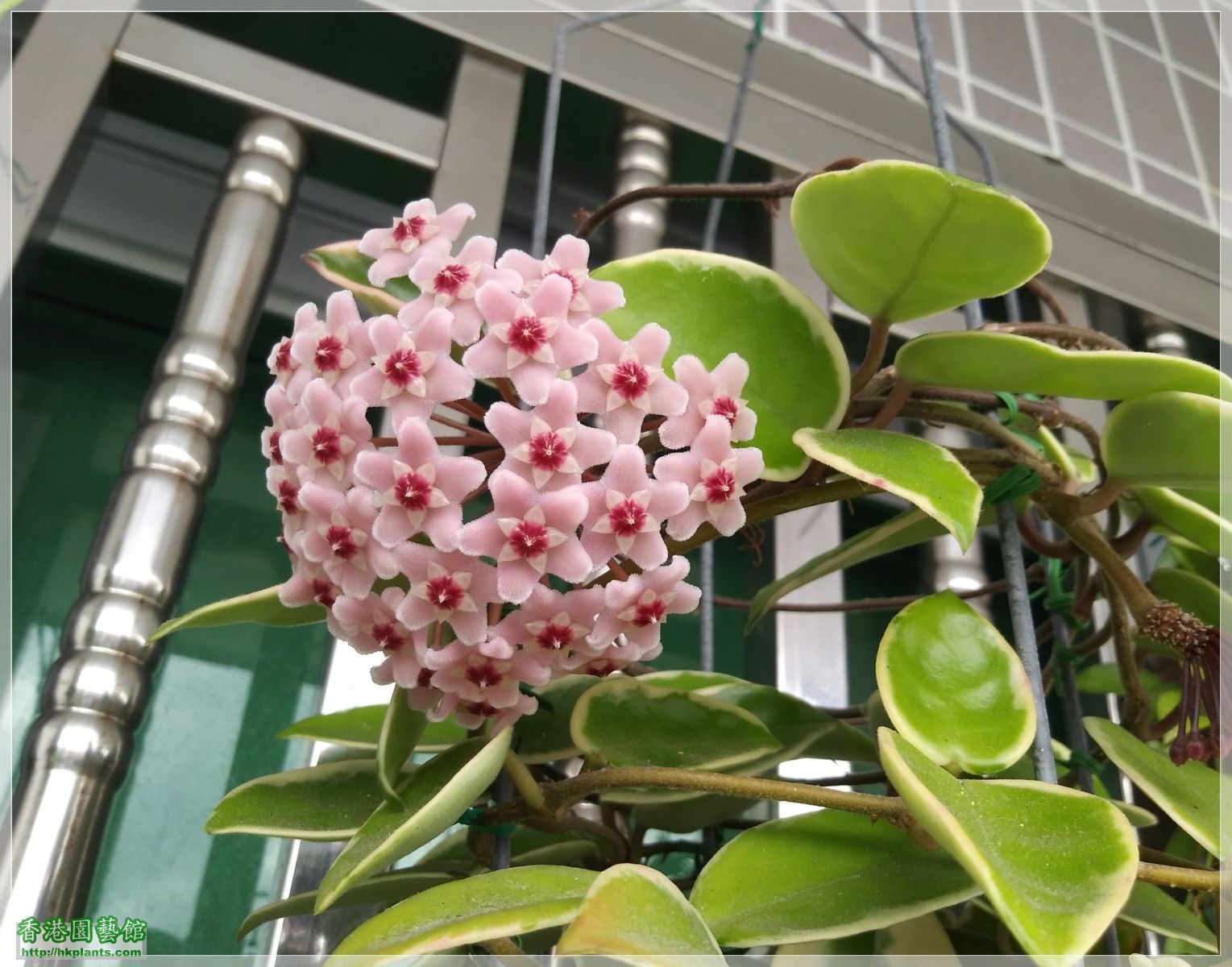 Hoya Carnosa -2019-003.jpg