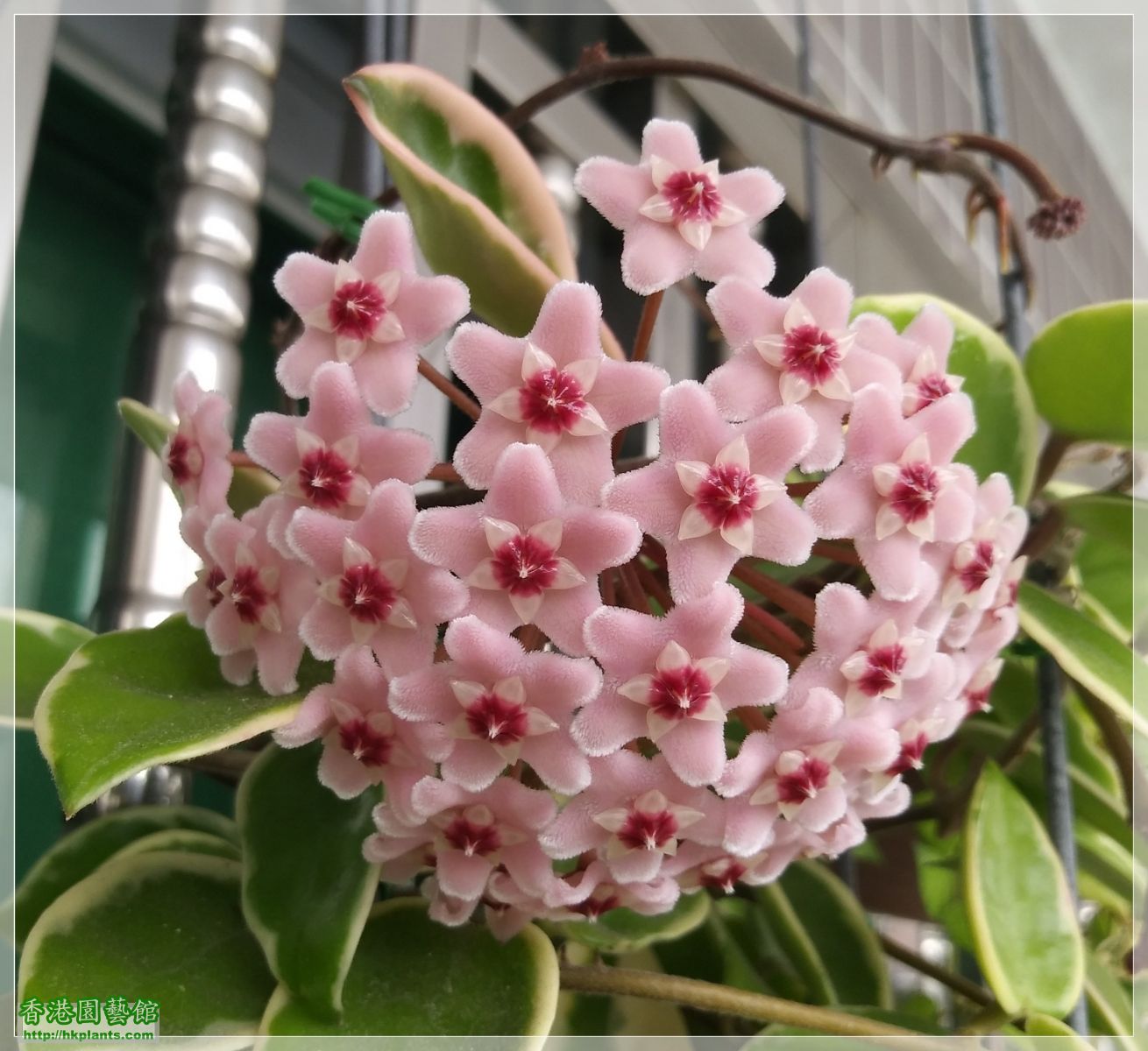 Hoya Carnosa -2019-004.jpg