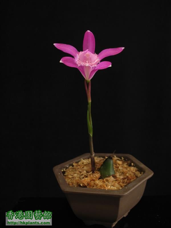 Pleione limprichtii 2018 (44).JPG