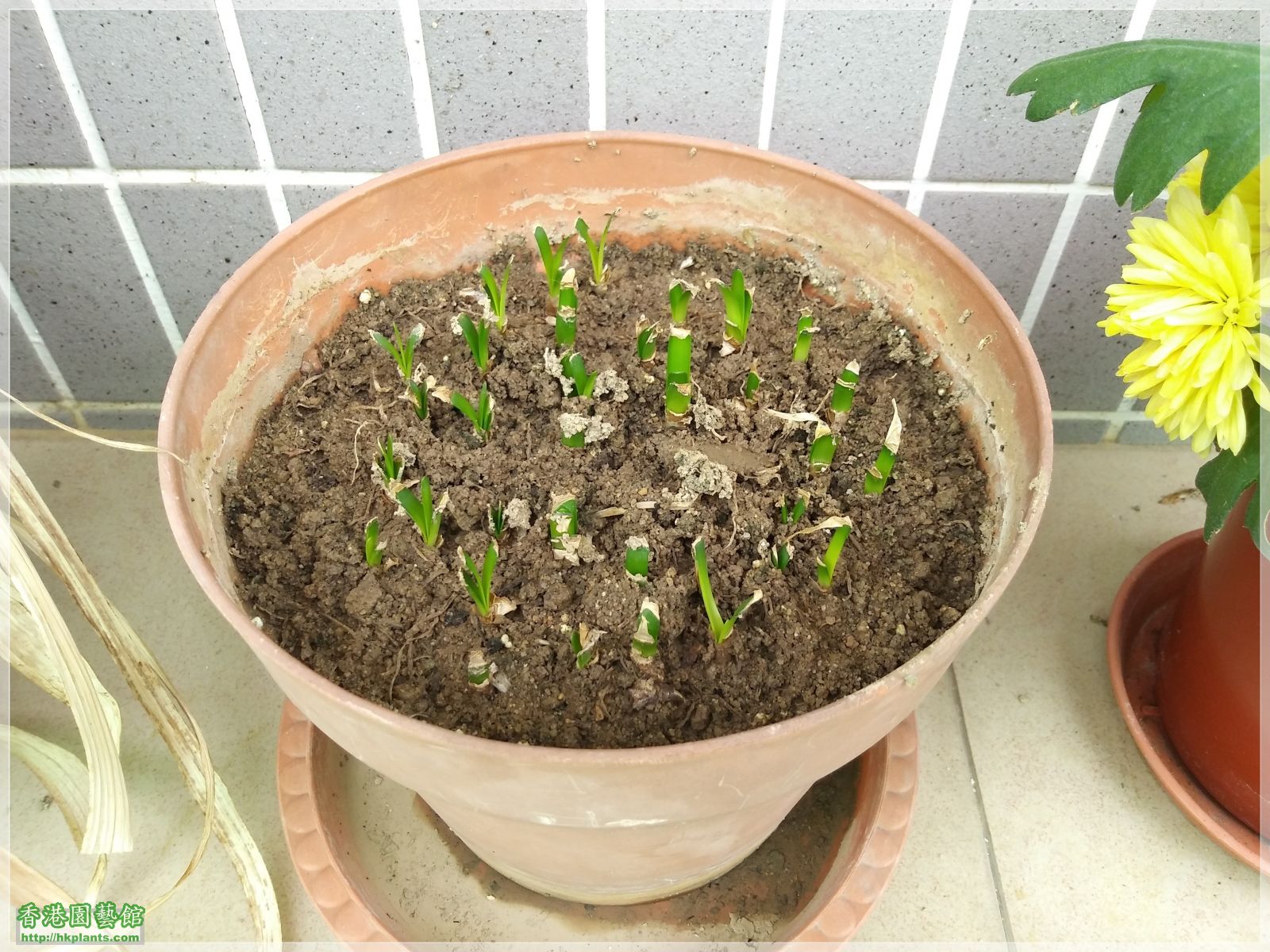 Zephyranthes sp. Labuffarosa 'Lily Pies'-2019-001.jpg