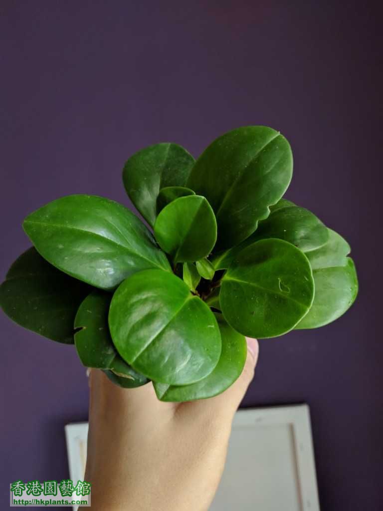 香港園藝館電話 Vakuumte