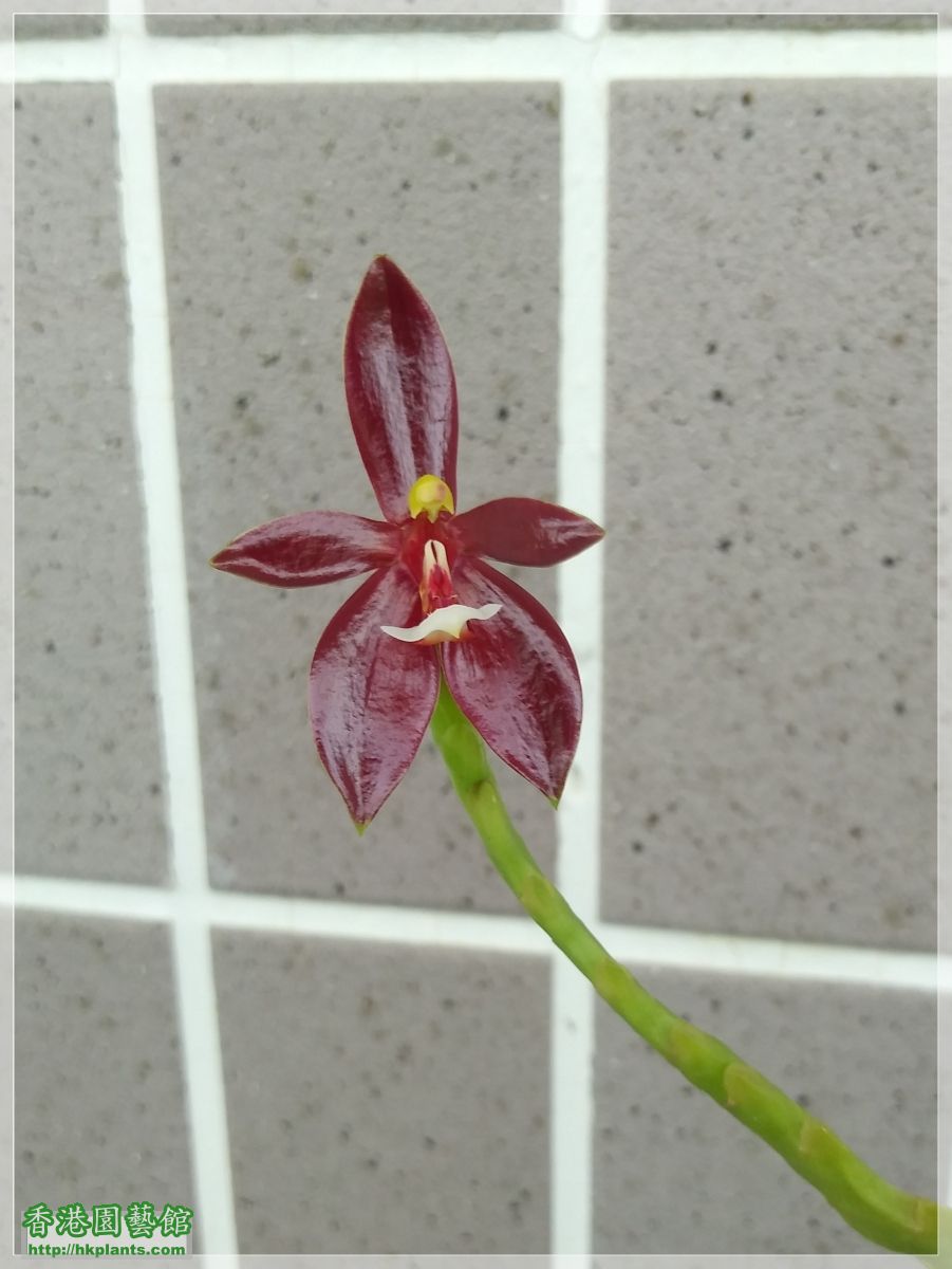 Phalaenopsis cornu-cervi var forma chattaladae 4n-2019-004.jpg
