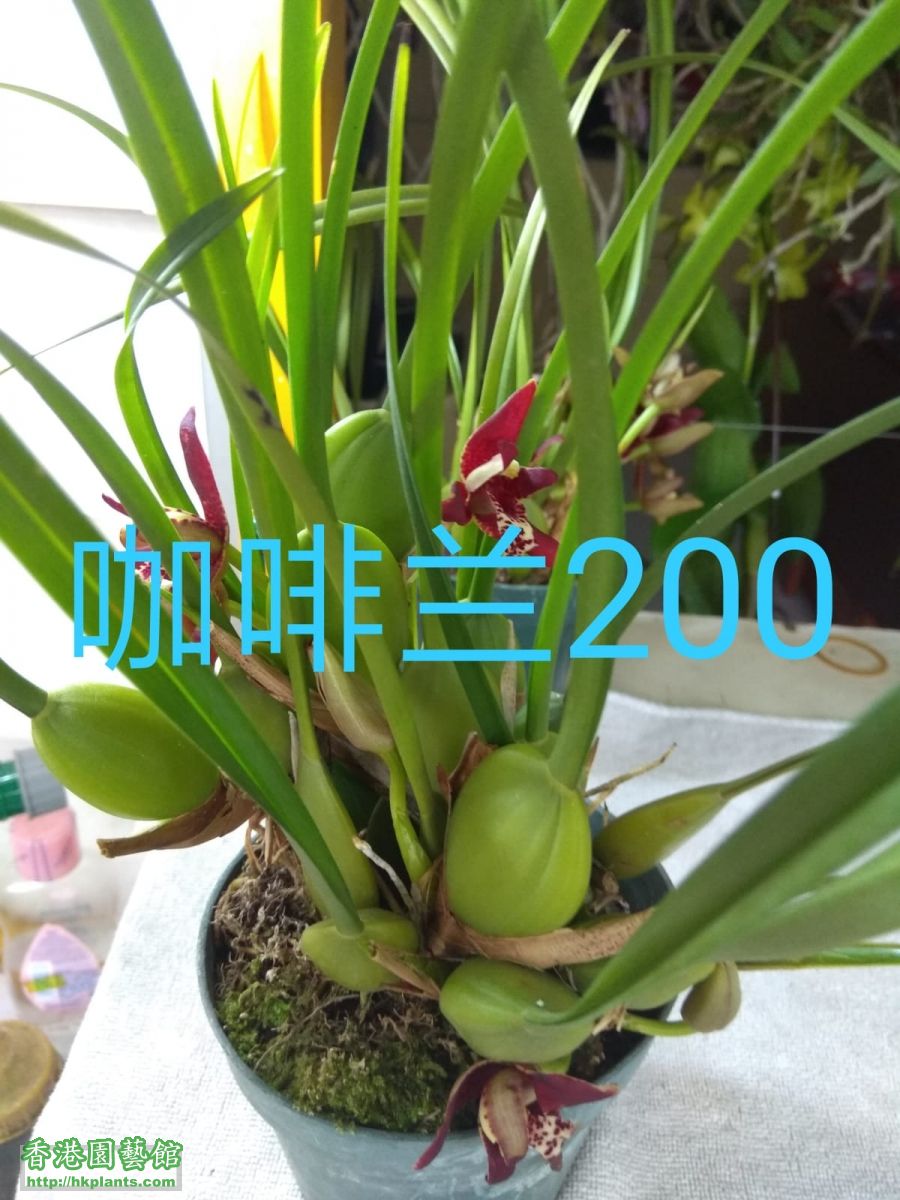 腋唇蘭200.jpg