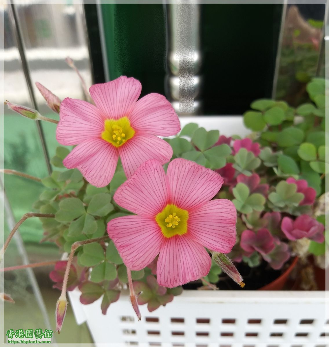 Oxalis Obtusa Rose-2018-011.jpg