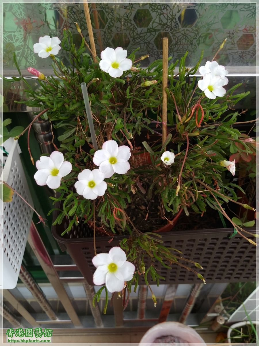 Oxalis Versicolor-2018-013.jpg